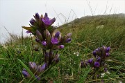 11 Gentiana anisodontaramosa